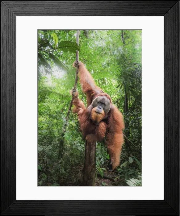 Framed Print : Sumatran orangutan climbing a tree in Gunung Leuser National Park, Northern Sumatra