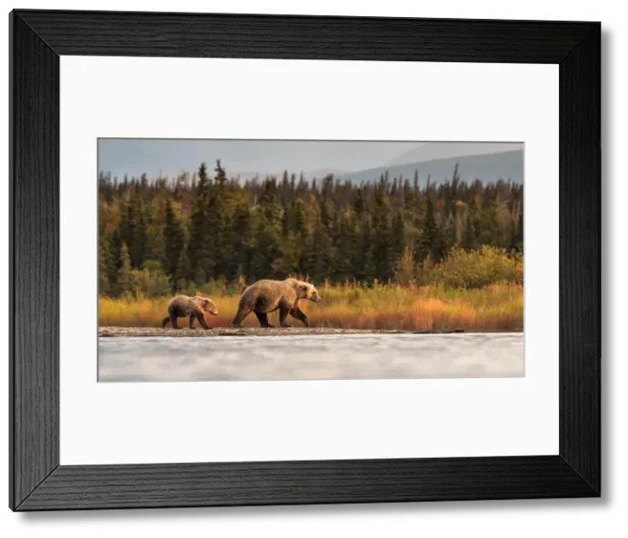 Framed Print : Brown bear (Ursus arctos alascensis), Brooks Lake, Katmai National Park and Preserve Framed Print : Brown bear (Ursus arctos alascensis), Brooks Lake, Katmai National Park and Preserve