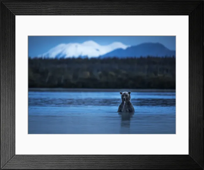 Framed Print : Brown bear (Ursus arctos alascensis), Brooks Lake, Katmai National Park and Preserve Framed Print : Brown bear (Ursus arctos alascensis), Brooks Lake, Katmai National Park and Preserve