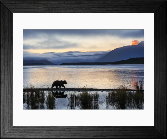 Framed Print : Brown bear (Ursus arctos alascensis), Brooks Lake, Katmai National Park and Preserve Framed Print : Brown bear (Ursus arctos alascensis), Brooks Lake, Katmai National Park and Preserve