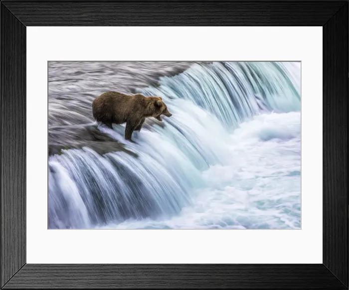 Framed Print : Brown bear (Ursus arctos alascensis), Brooks Lake, Katmai National Park and Preserve Framed Print : Brown bear (Ursus arctos alascensis), Brooks Lake, Katmai National Park and Preserve