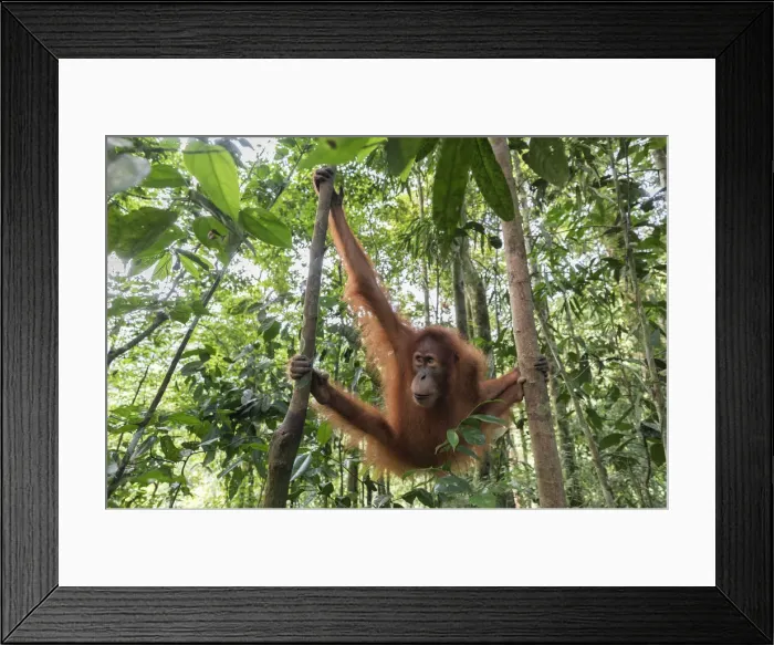 Framed Print : Sumatran orangutan, Pongo Abelii, Gunung Leuser National Park, Sumatra, Indonesia Framed Print : Sumatran orangutan, Pongo Abelii, Gunung Leuser National Park, Sumatra, Indonesia