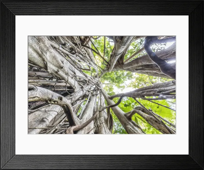 Framed Print : Strangler fig, Tangkoko National Park, Northern Sulawesi, Indonesia