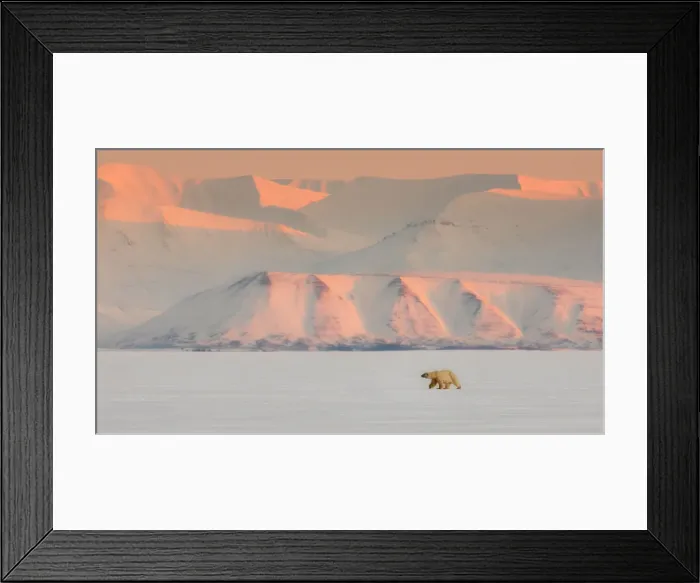 Framed Print : Female polar bear (ursus maritimus) in Billefjorden, in front of the ghost town of Pyramiden Framed Print : Female polar bear (ursus maritimus) in Billefjorden, in front of the ghost town of Pyramiden