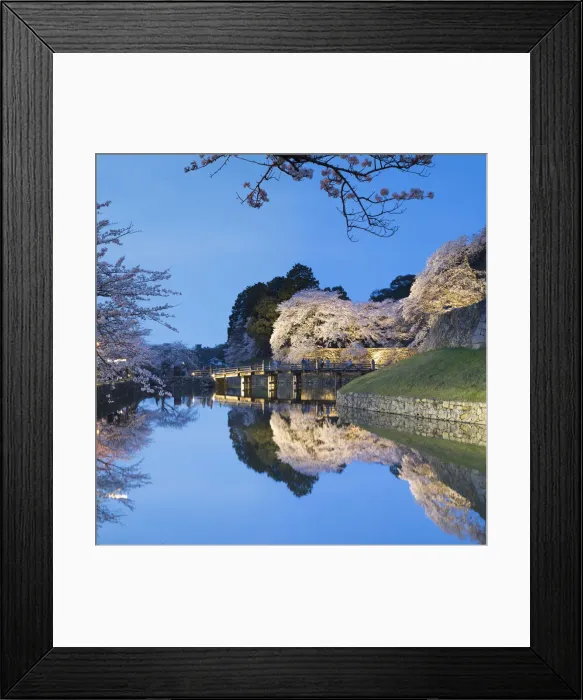 Framed Print : Cherry blossom and bridge at Hikone Castle, Hikone, Kansai, Japan Framed Print : Cherry blossom and bridge at Hikone Castle, Hikone, Kansai, Japan