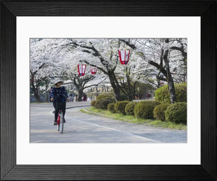 Framed Print : Cyclist in gardens at Hikone Castle, Hikone, Kansai, Japan Framed Print : Cyclist in gardens at Hikone Castle, Hikone, Kansai, Japan