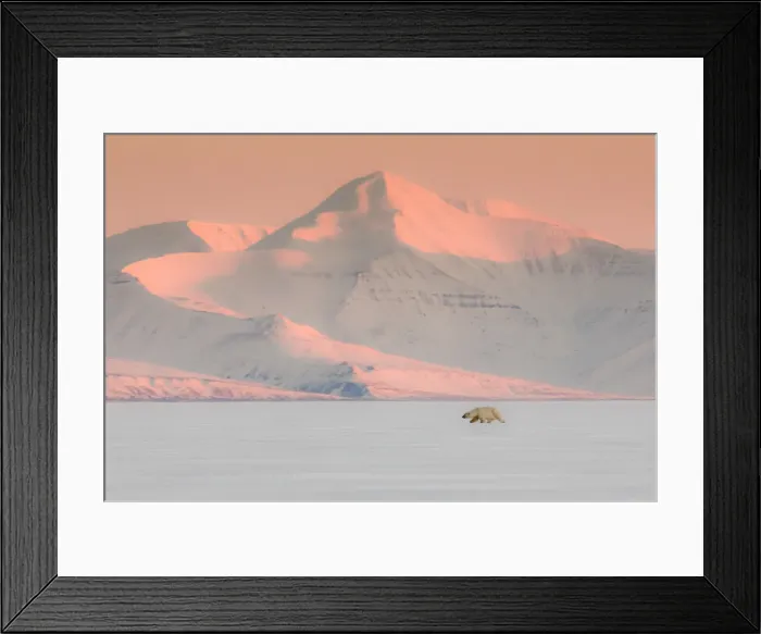 Framed Print : Polar bear in Billefjorden, Western Spitsbergen, Svalbard