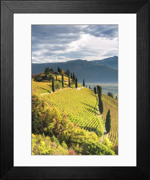 Framed Print : Termeno  /  Tramin, province of Bolzano, South Tyrol, Italy, Europe