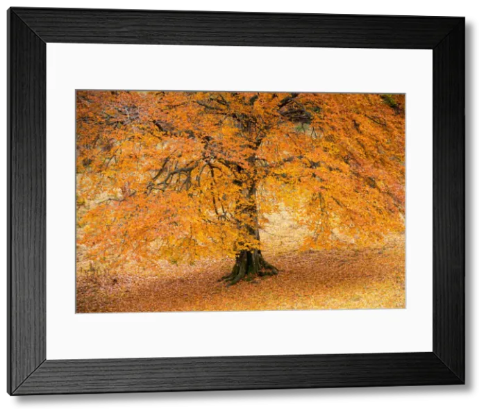 Framed Print : Autumn tree in Baremone, Province of Brescia, Lombardy, Italy