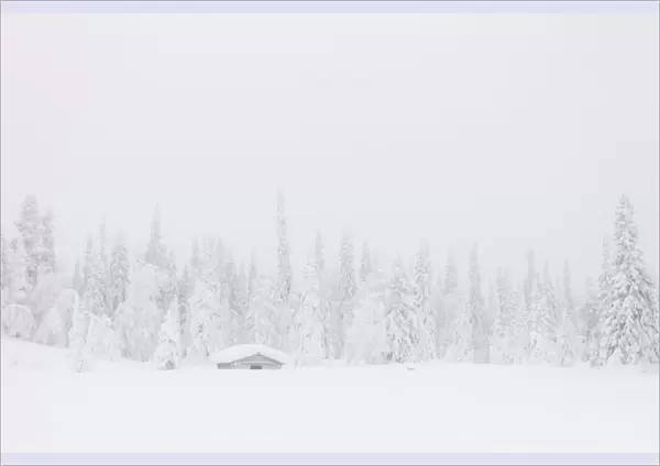 Mist on the snowy forest, Levi, Kittila, Lapland, Finland