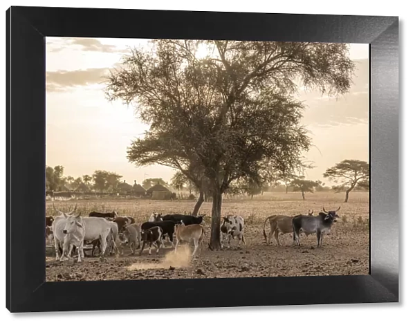 Africa, Senegal. Sunrise in a Fulani village, cattle going out