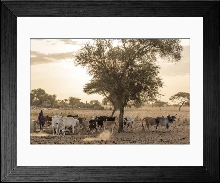 Framed Print : Africa, Senegal. Sunrise in a Fulani village, cattle going out Framed Print : Africa, Senegal. Sunrise in a Fulani village, cattle going out