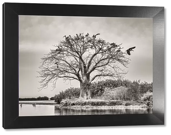 Africa, Senegal, Sine-Saloum-Delta. Sacred tree with birds