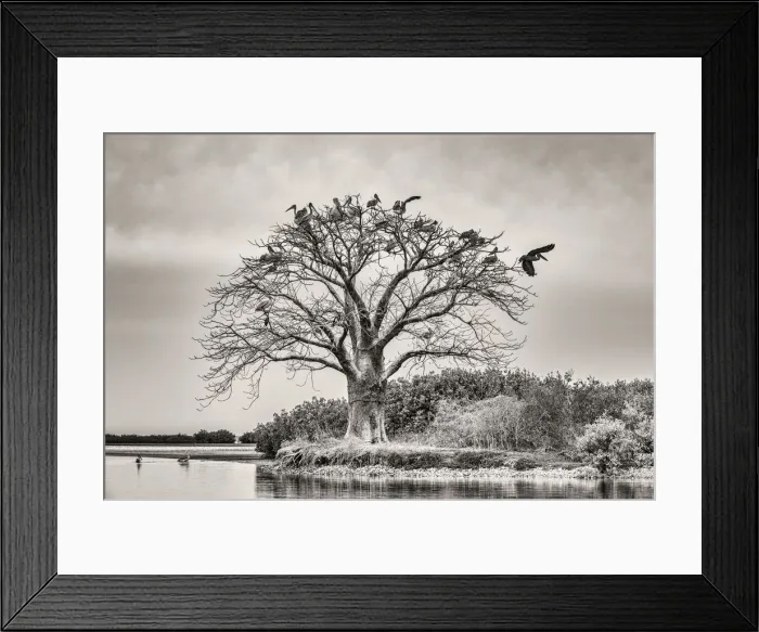 Framed Print : Africa, Senegal, Sine-Saloum-Delta. Sacred tree with birds Framed Print : Africa, Senegal, Sine-Saloum-Delta. Sacred tree with birds