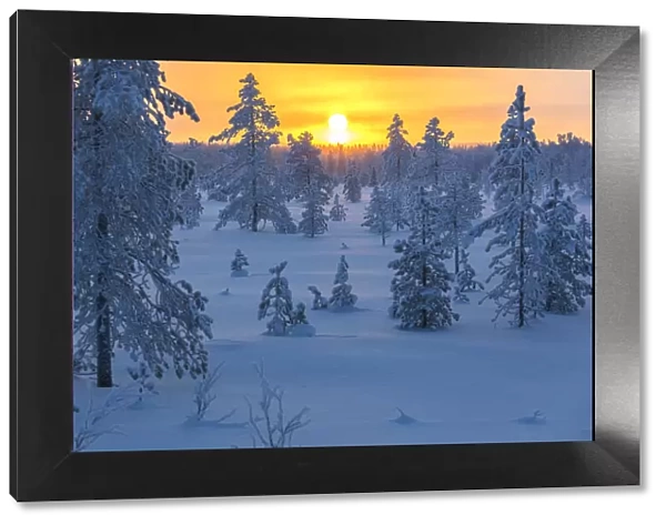 Sunset on frozen forest covered with snow, Luosto, Sodankyla municipality, Lapland