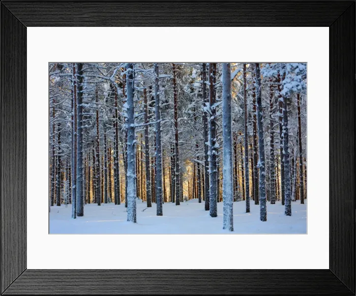 Framed Print : Lapland woods in winter at sunset, Kuusamo, Finland Framed Print : Lapland woods in winter at sunset, Kuusamo, Finland