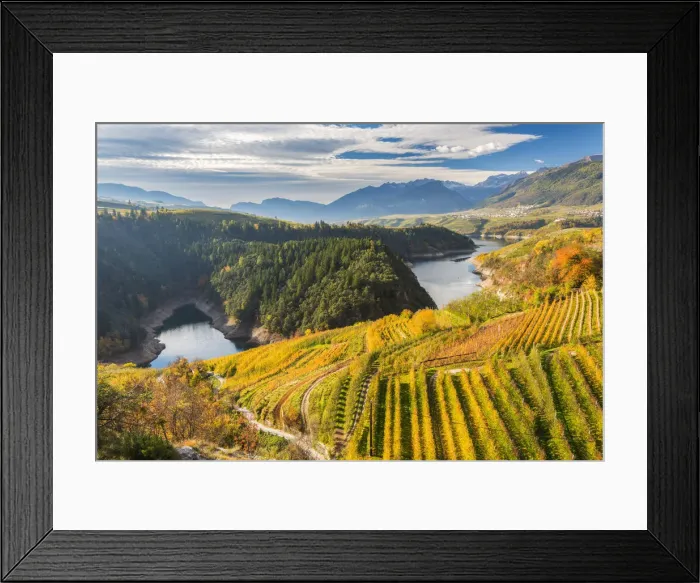 Framed Print : Apple trees in the autumn Europe, Italy, Trentino Alto Adige, Trento district, Cles Framed Print : Apple trees in the autumn Europe, Italy, Trentino Alto Adige, Trento district, Cles