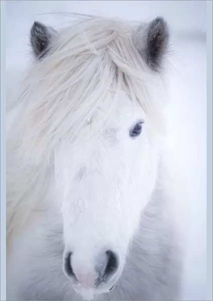 White icelandic horse, Snaefellsness peninsula, Iceland