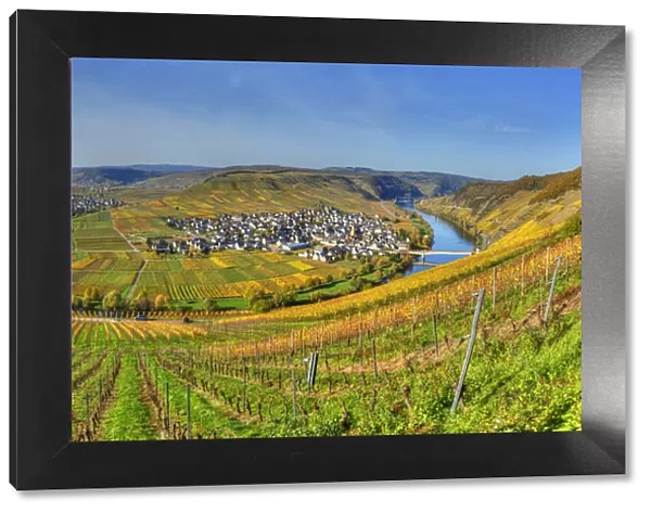 View at Trittenheim with river Mosel at fall, Rhineland-Palatine, Germany