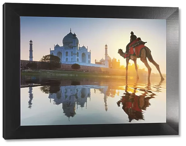 India, woman crossing the Yamuna river on a camel with the Taj Mahal in the background