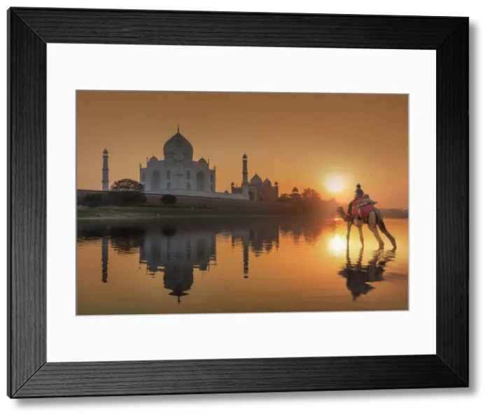 Framed Print : India, woman crossing the Yamuna river on a camel with the Taj Mahal reflecting in Framed Print : India, woman crossing the Yamuna river on a camel with the Taj Mahal reflecting in