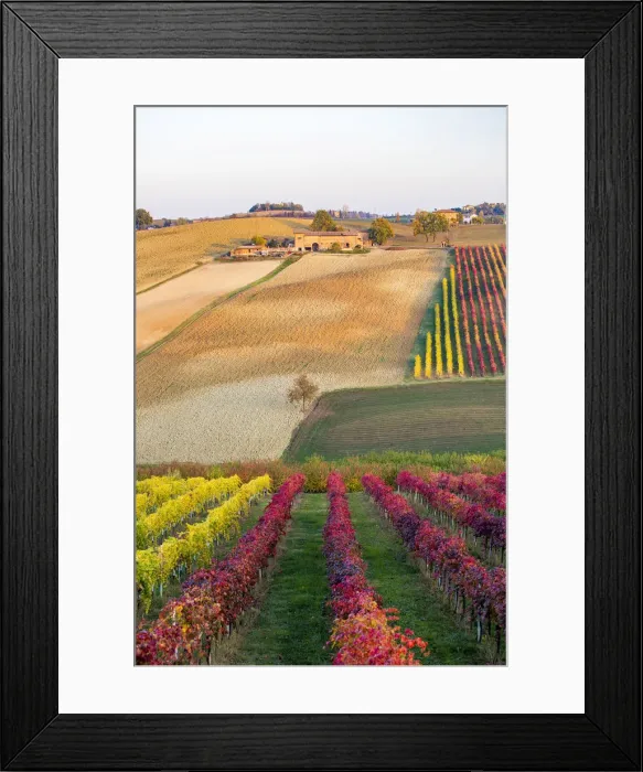 Framed Print : Lambrusco Grasparossa Vineyards in autumn. Castelvetro di Modena, Emilia Romagna, Italy Framed Print : Lambrusco Grasparossa Vineyards in autumn. Castelvetro di Modena, Emilia Romagna, Italy