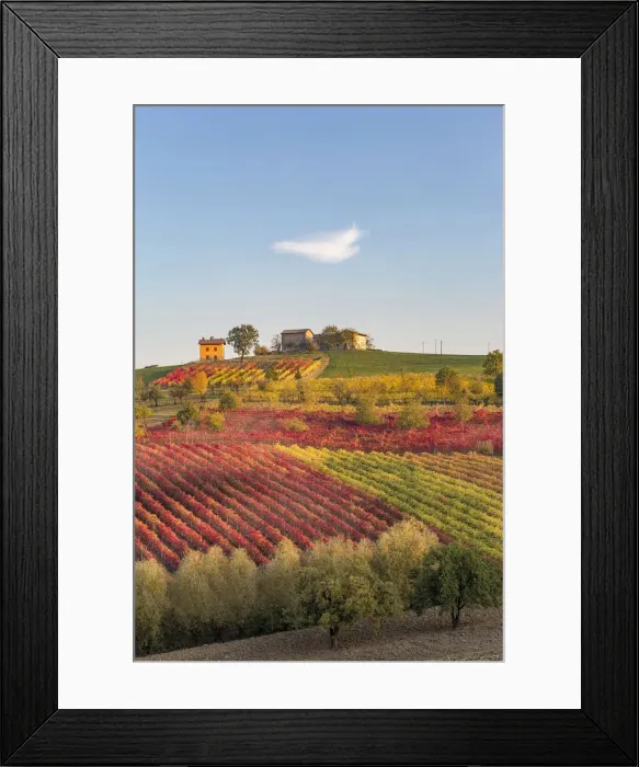 Framed Print : Lambrusco Grasparossa Vineyards in autumn. Castelvetro di Modena, Emilia Romagna, Italy Framed Print : Lambrusco Grasparossa Vineyards in autumn. Castelvetro di Modena, Emilia Romagna, Italy