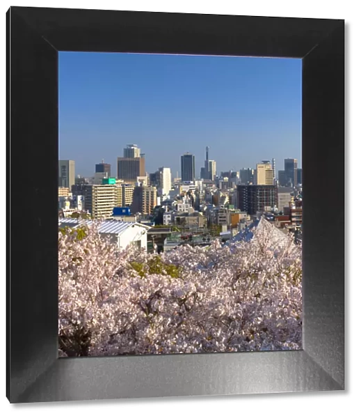 Cherry blossom and view of Kobe skyline, Kobe, Kansai, Japan