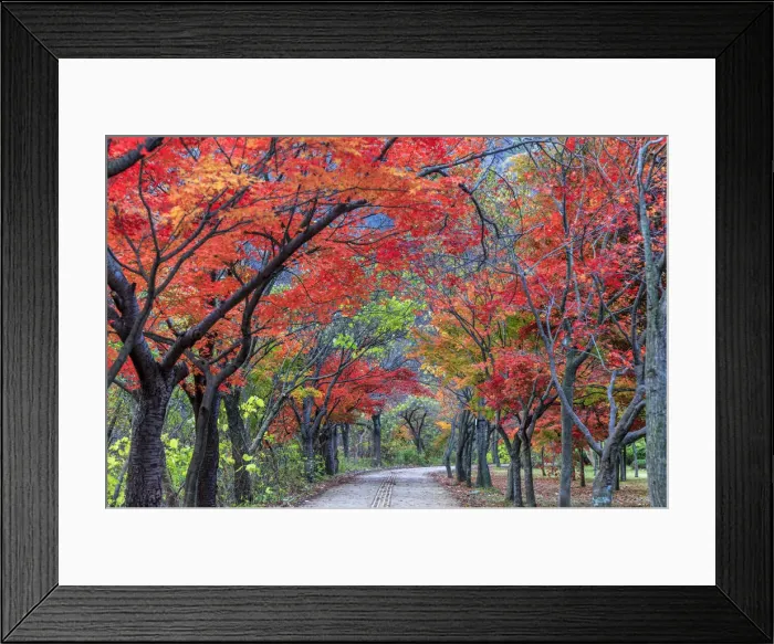 Framed Print : South Korea, Jeolla Do, Naejangsan National Park
