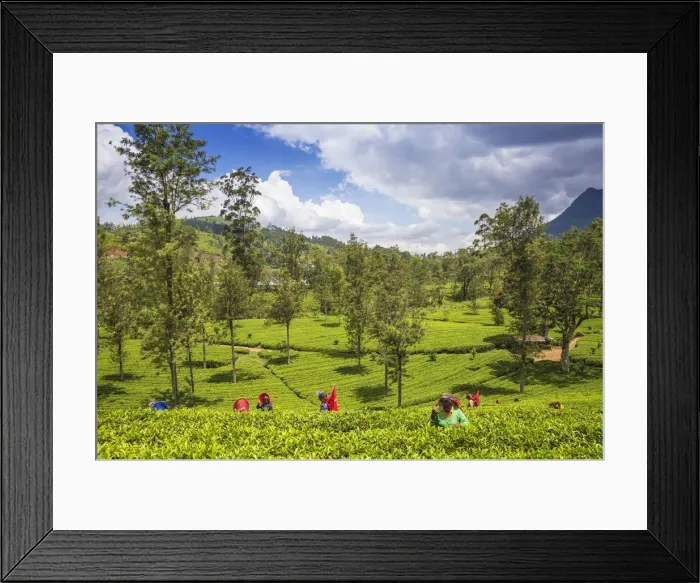 Framed Print : Sri Lanka, Nuwara Eliya disctict, Tea pluckers Framed Print : Sri Lanka, Nuwara Eliya disctict, Tea pluckers