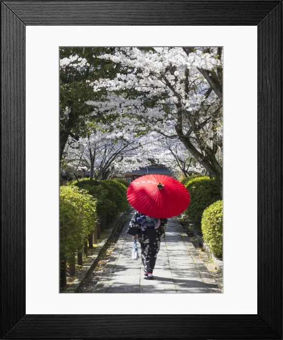 Framed Print : Woman in kimono walking in garden with cherry blossom, Kyoto, Kansai, Japan (MR) Framed Print : Woman in kimono walking in garden with cherry blossom, Kyoto, Kansai, Japan (MR)