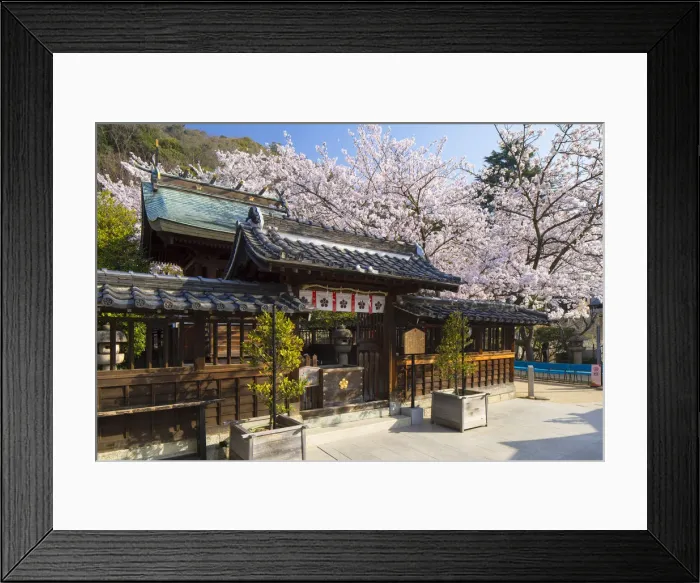 Framed Print : Cherry blossom at Kitano Tenman shrine, Kobe, Kansai, Japan Framed Print : Cherry blossom at Kitano Tenman shrine, Kobe, Kansai, Japan