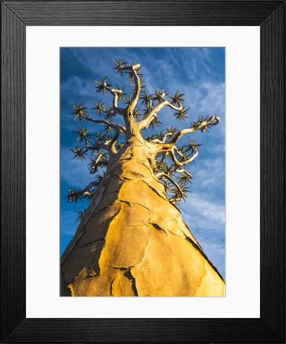 Framed Print : Quiver tree (Aloe dichotoma), Keetmanshoop, Namibia, Africa Framed Print : Quiver tree (Aloe dichotoma), Keetmanshoop, Namibia, Africa