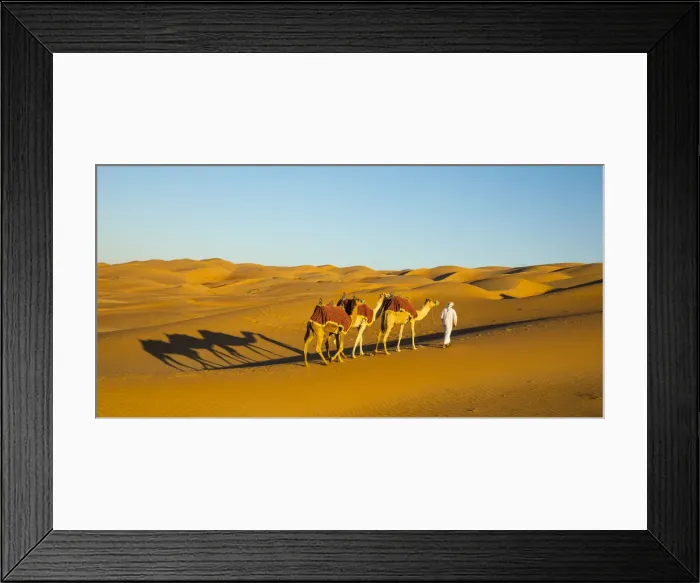 Framed Print : Camels in the Empty Quarter (Rub Al Khali), Abu Dhabi, United Arab Emirates (MR) Framed Print : Camels in the Empty Quarter (Rub Al Khali), Abu Dhabi, United Arab Emirates (MR)