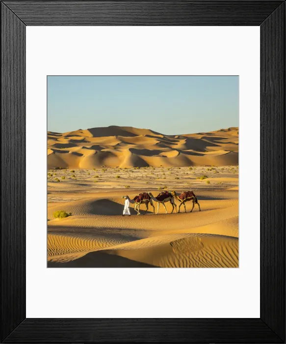 Framed Print : Camels in the Empty Quarter (Rub Al Khali), Abu Dhabi, United Arab Emirates (MR) Framed Print : Camels in the Empty Quarter (Rub Al Khali), Abu Dhabi, United Arab Emirates (MR)