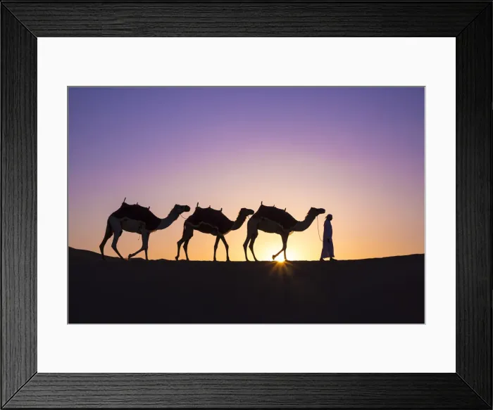 Framed Print : Camels in the Empty Quarter (Rub Al Khali), Abu Dhabi, United Arab Emirates (MR) Framed Print : Camels in the Empty Quarter (Rub Al Khali), Abu Dhabi, United Arab Emirates (MR)