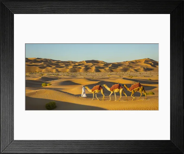 Framed Print : Camels in the Empty Quarter (Rub Al Khali), Abu Dhabi, United Arab Emirates (MR) Framed Print : Camels in the Empty Quarter (Rub Al Khali), Abu Dhabi, United Arab Emirates (MR)