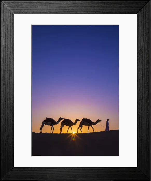 Framed Print : Camels in the Empty Quarter (Rub Al Khali), Abu Dhabi, United Arab Emirates (MR) Framed Print : Camels in the Empty Quarter (Rub Al Khali), Abu Dhabi, United Arab Emirates (MR)