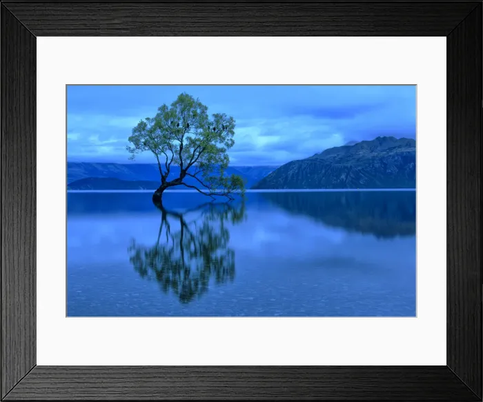 Framed Print : Oceania, New Zealand, Aotearoa, South Island, Otago Wanaka, Wanake tree Framed Print : Oceania, New Zealand, Aotearoa, South Island, Otago Wanaka, Wanake tree