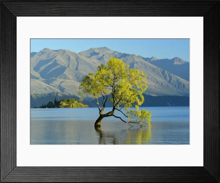 Framed Print : Oceania, New Zealand, Aotearoa, South Island, Wanaka, Lake Wanaka, Tree in water Framed Print : Oceania, New Zealand, Aotearoa, South Island, Wanaka, Lake Wanaka, Tree in water