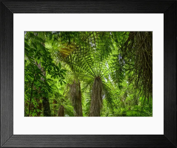 Framed Print : Oceania, New Zealand, Aotearoa, North Island, Tongariro National Park, fern tree Framed Print : Oceania, New Zealand, Aotearoa, North Island, Tongariro National Park, fern tree