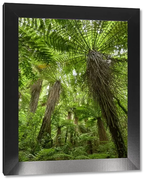 Oceania, New Zealand, Aotearoa, North Island, Tongariro National Park, rain forest