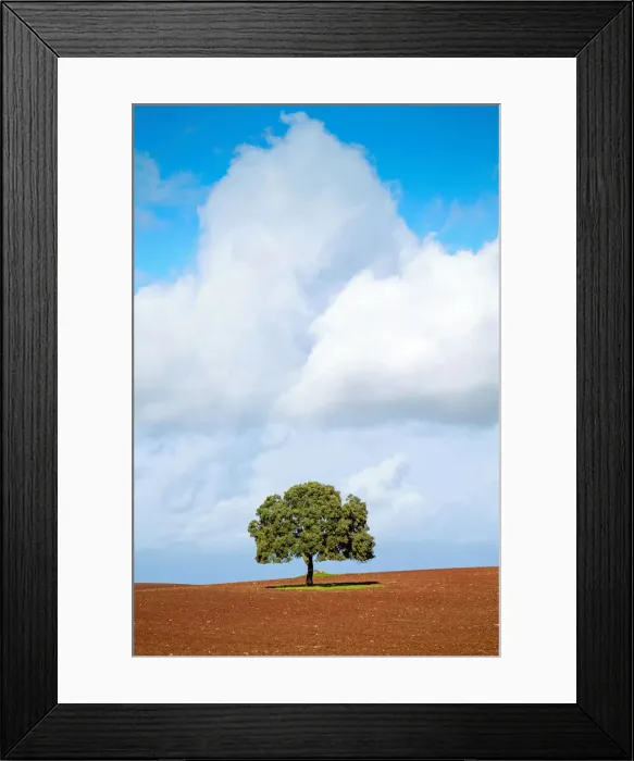 Framed Print : Portugal, Alentejo, a solitary cork oak tree in a ploughed field Framed Print : Portugal, Alentejo, a solitary cork oak tree in a ploughed field