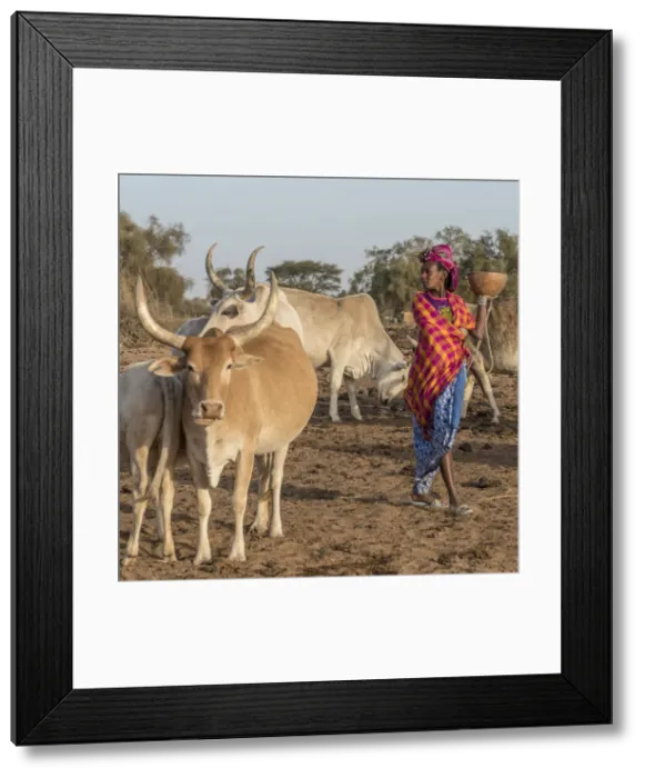 Framed Print : Africa, Senegal. A Fulani woman going out to milk the Zebus Framed Print : Africa, Senegal. A Fulani woman going out to milk the Zebus