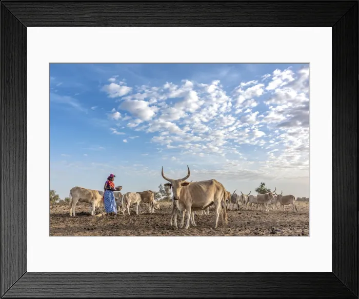 Framed Print : Africa, Senegal. A Fulani woman milking the Zebus Framed Print : Africa, Senegal. A Fulani woman milking the Zebus
