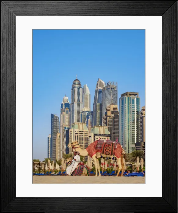 Framed Print : Camel Ride on the Dubai Marina JBR Beach, Dubai, United Arab Emirates Framed Print : Camel Ride on the Dubai Marina JBR Beach, Dubai, United Arab Emirates