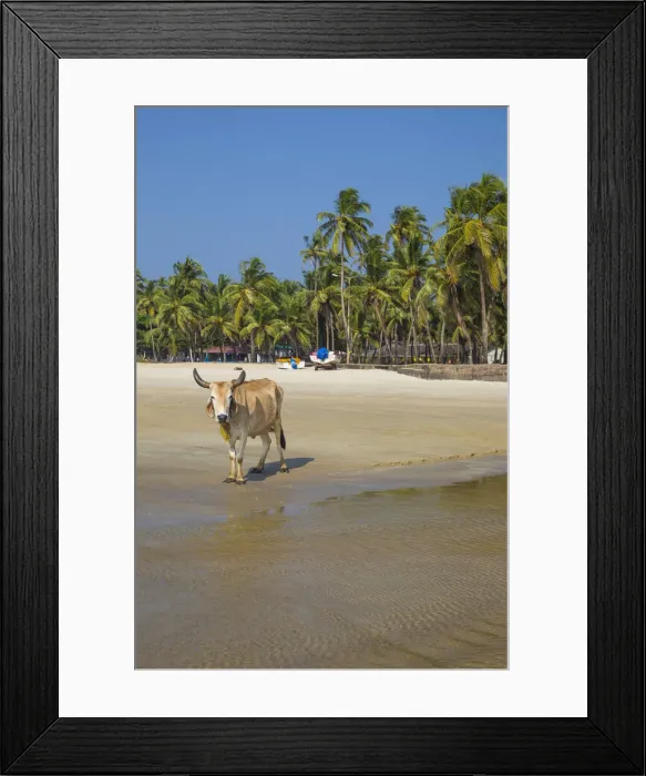 Framed Print : India, Goa, Colva beach Framed Print : India, Goa, Colva beach