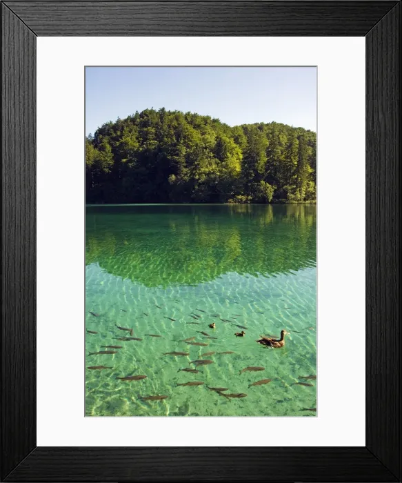 Framed Print : Duck and Ducklings surrounded by Small Fish Framed Print : Duck and Ducklings surrounded by Small Fish