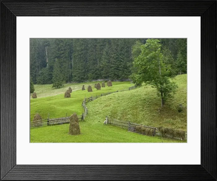 Framed Print : Haystacks, Bucovina, Romania Framed Print : Haystacks, Bucovina, Romania