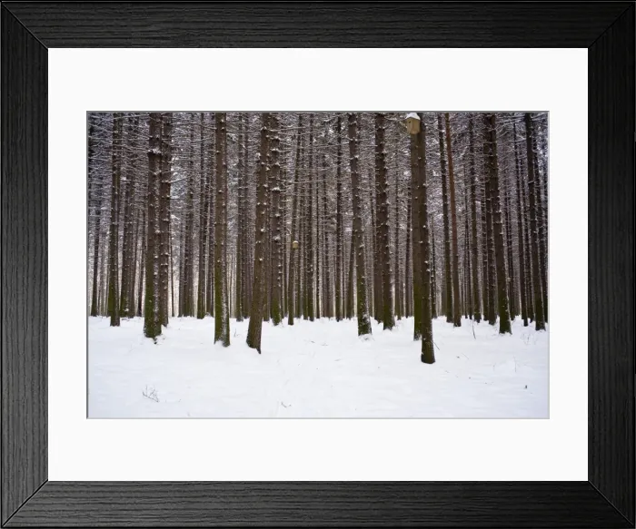 Framed Print : Winter forest in snow, Moscow, Russia Framed Print : Winter forest in snow, Moscow, Russia